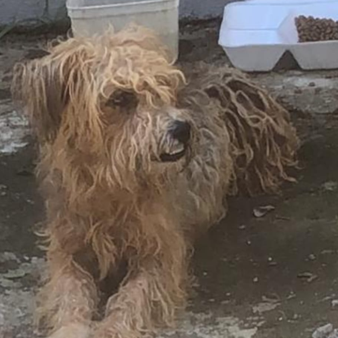 Thor antes do resgate